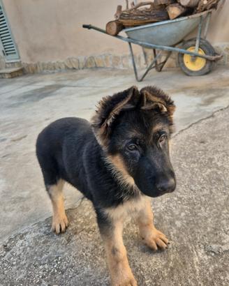 Cuccioli Pastore Tedesco