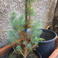 Pre Bonsai Pino Futuro Shoin