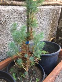 Pre Bonsai Pino Futuro Shoin