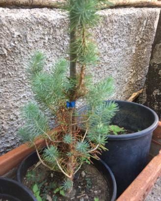 Pre Bonsai Pino Futuro Shoin
