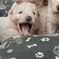 Cuccioli di pastore maremmano abruzzese