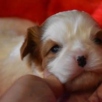 Disponibile cucciolo di cavalier king