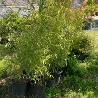 Phillostachys bissetti 2 piante adulte