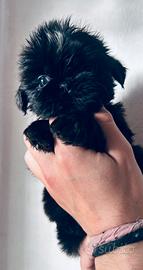 Cucciolo Shih tzu con pedigree enci