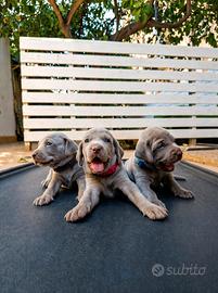 Cuccioli di Weimaraner con pedigree ENCI