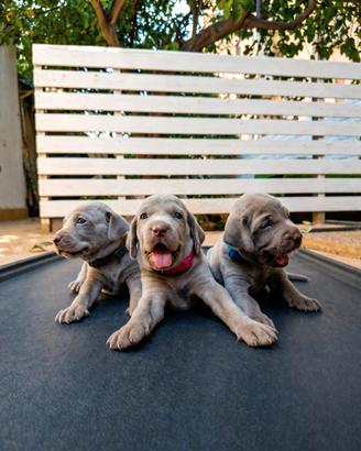 Cuccioli di Weimaraner con pedigree ENCI