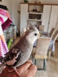 Calopsite pulli e allevati a mano