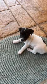 Cuccioli di jack Russel