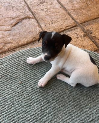 Cuccioli di jack Russel