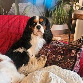 Cavalier king accoppiamento