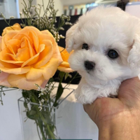 Maltese Miny Toy