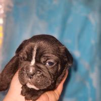 Bulldog francese cucciolo nero bringe