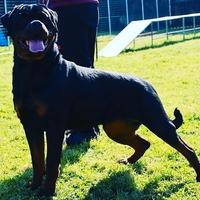 Rottweiler in vendita