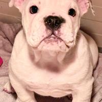 Cucciola di Bulldog Inglese