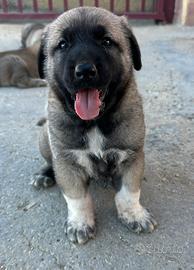 Kangal