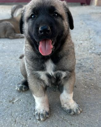 Kangal
