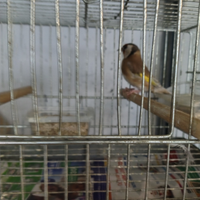 Cardellina nostrana Feo