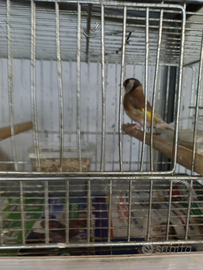 Cardellina nostrana Feo