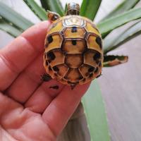 Turtle terrestre herman