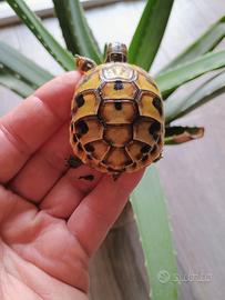 Turtle terrestre herman