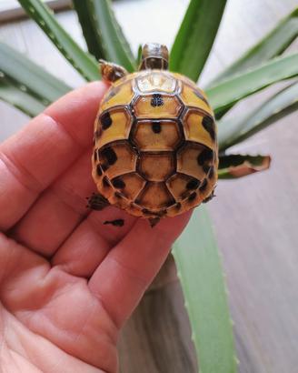 Turtle terrestre herman