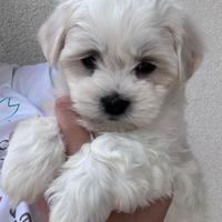 Maltese maltesi