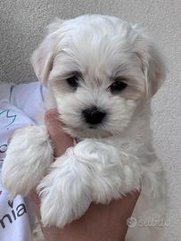 Maltese maltesi