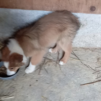 Cucciolo tre mesi vaccino ok vermifugo ok