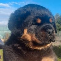Rottweiler cuccioli