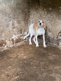 Cane da cinghiale vandeana