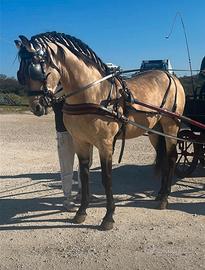 Cavallo spagnolo