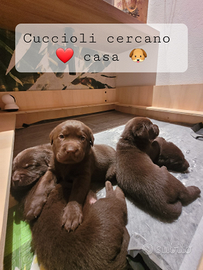 Cuccioli labrador retriever chocolate