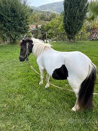 Pony Femmina