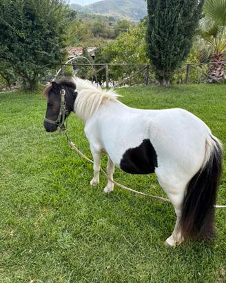 Pony Femmina