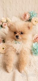 Spitz Volpini di Pomerania con pedigree