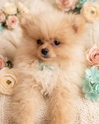 Spitz Volpini di Pomerania con pedigree