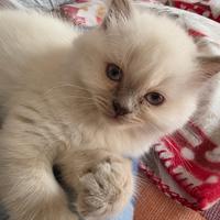 Cucciolo Ragdoll 2 mesi + Lettiera automatica Petk