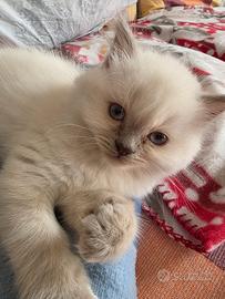 Cucciolo Ragdoll 2 mesi + Lettiera aut. Petkit