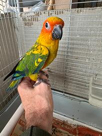 Conuro del sole
