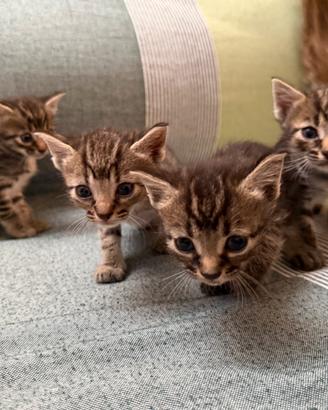 Gattini cuccioli