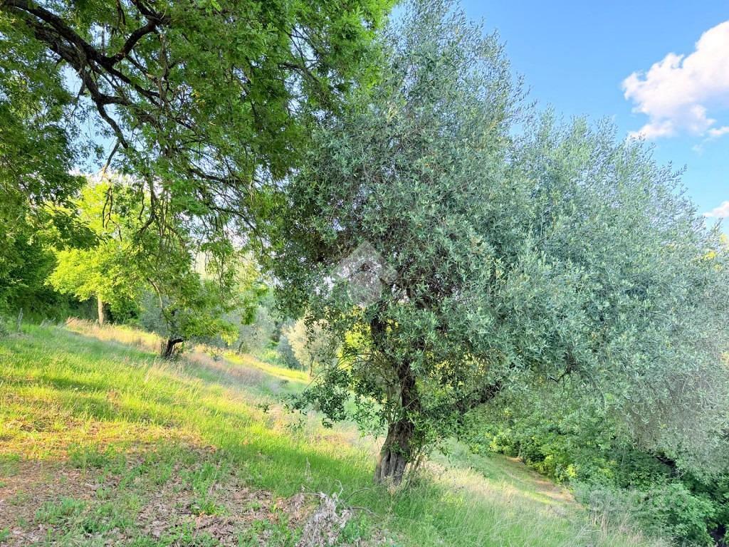 TER. AGRICOLO A TORRI IN SABINA - Vista 5