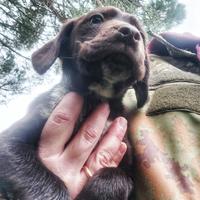 Cucciolo Springer Spaniel - Bracco Tedesco