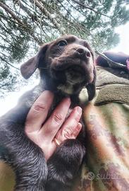 Cucciolo Springer Spaniel - Bracco Tedesco