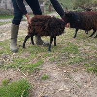 Pecore nane d'ouessant