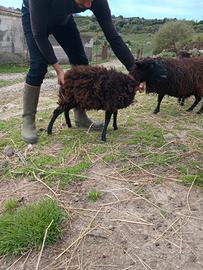 Pecore nane d'ouessant