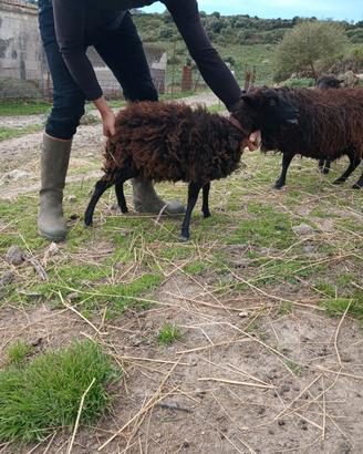 Pecore nane d'ouessant