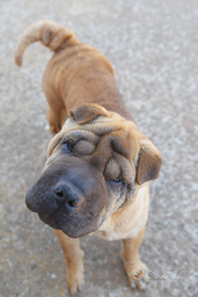 Cucciola di 1 anno da adottare, simil Sharpei