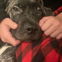 Cucciolo di cane corso