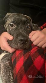 Cucciolo di cane corso