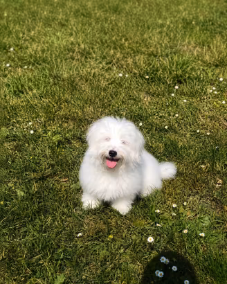 Maltese